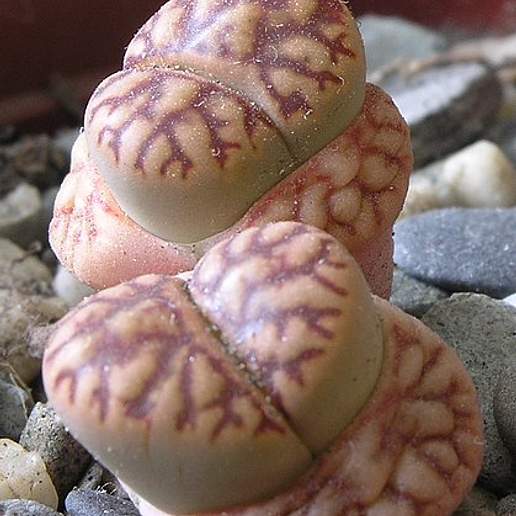 Lithops bromfieldii