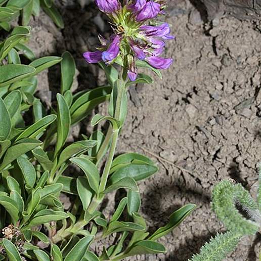 Littleflower Penstemon