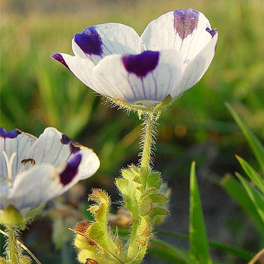 Littlefoot Nemophila
