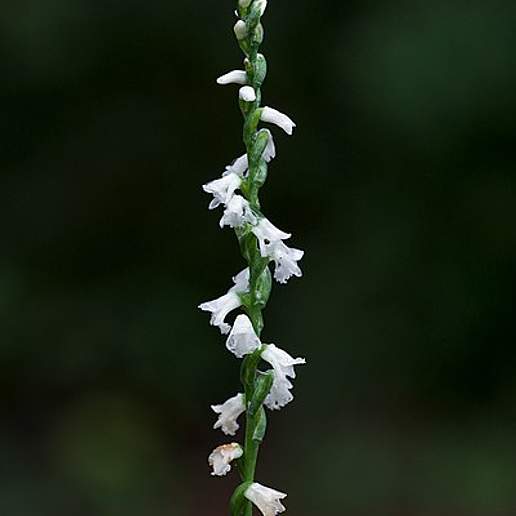Little Lady's Tresses