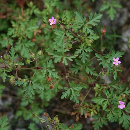 Small Herb Robert