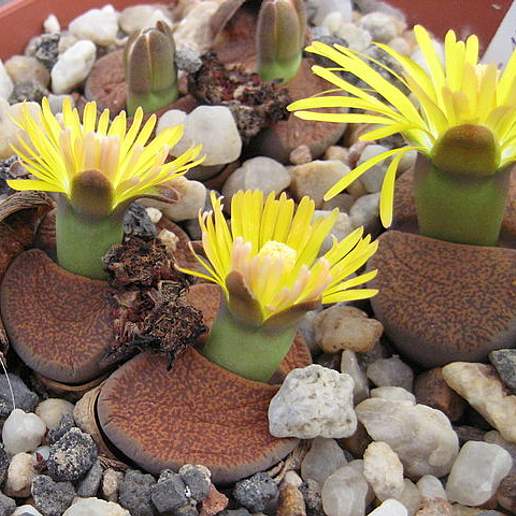 Lithops lesliei
