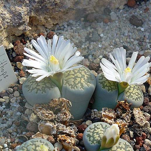 Lithops salicola