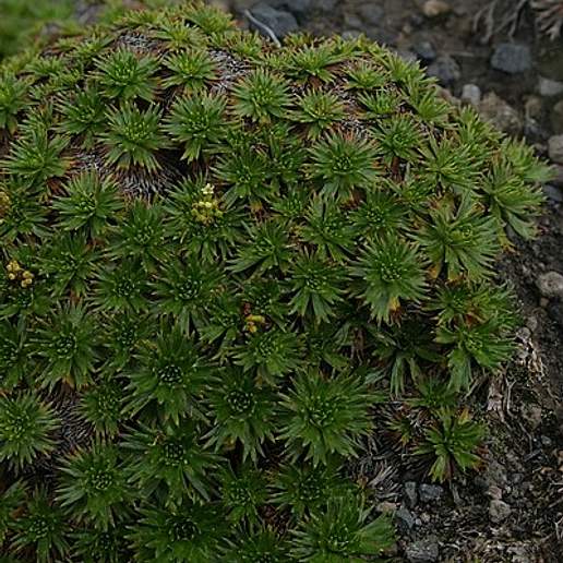 Plantago Rigida Angustior
