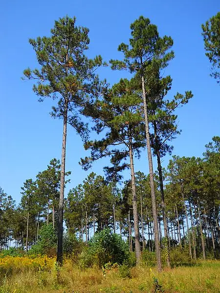 Frankincense Pine
