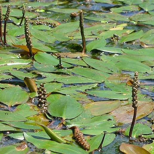 Longleaf Pondweed