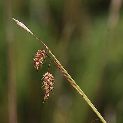 Chestnut Woodland Sedge