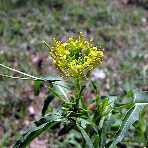 London Hedge Mustard