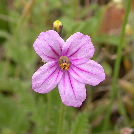 Wild Geranium