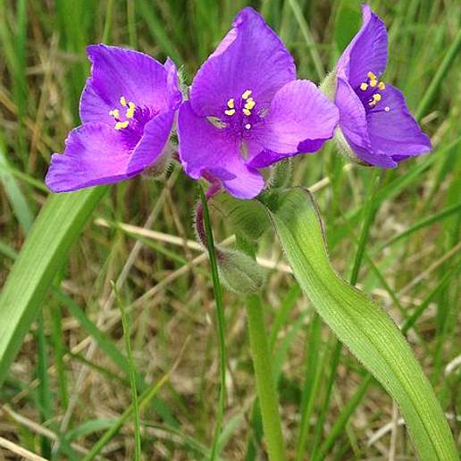 Longbract Spiderwort