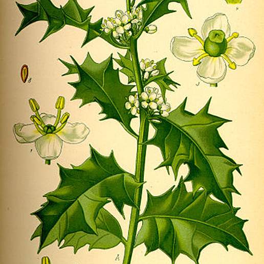 Common Holly