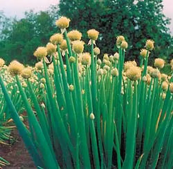 Bunching Onion