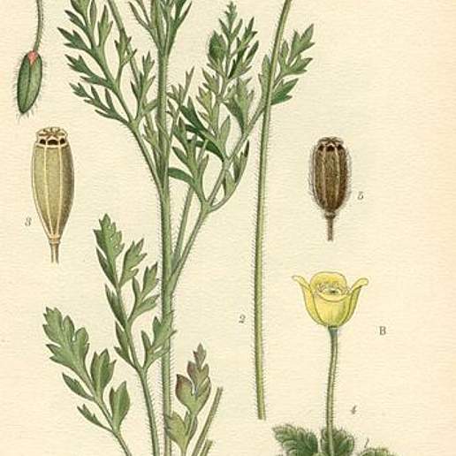 Long Smooth Headed Poppy