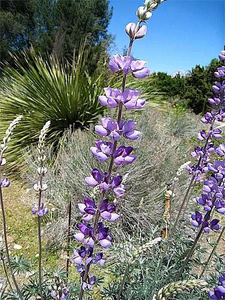 Longleaf Bush Lupine