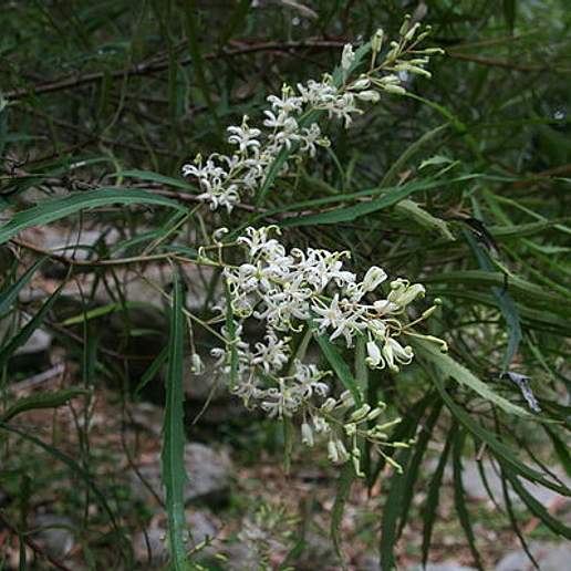 Longleaf Lomatia