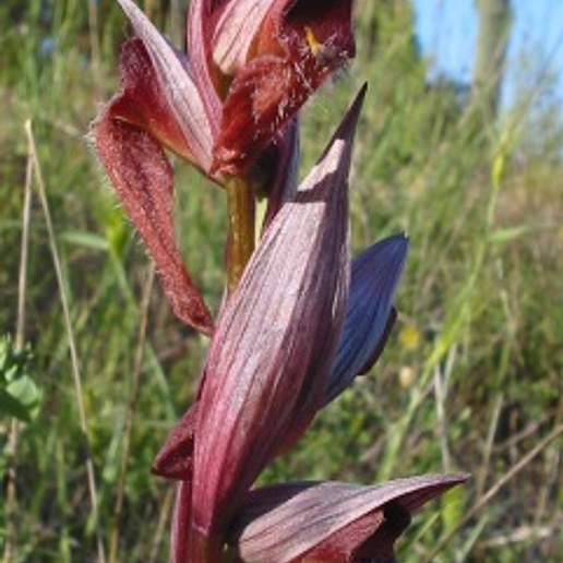 Long Lipped Serapias