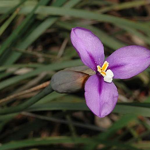 Patersonia Sylvestris