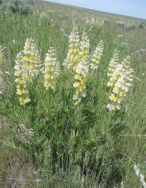 Long Spurred Lupine