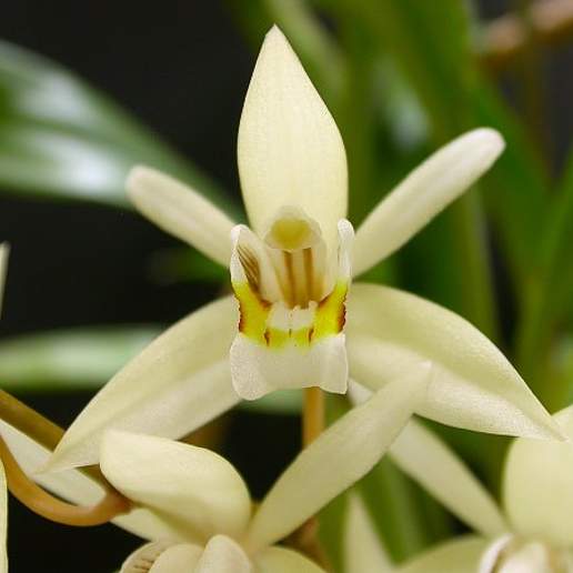 Loose Coelogyne