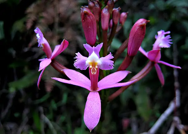 Thicket Star Orchid