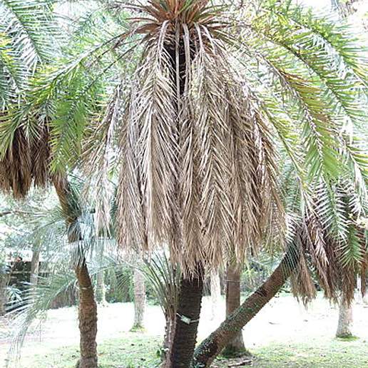 Loureir's Date Palm