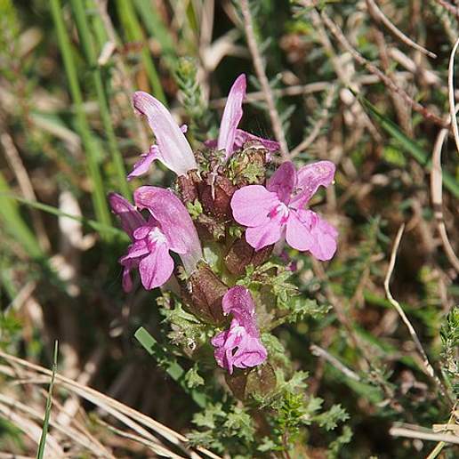 Common Lousewort