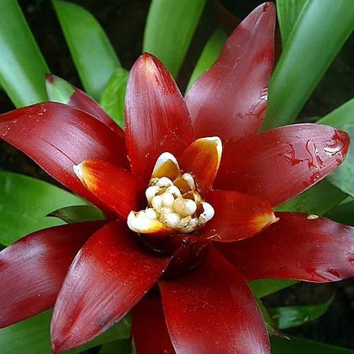 Bromelia