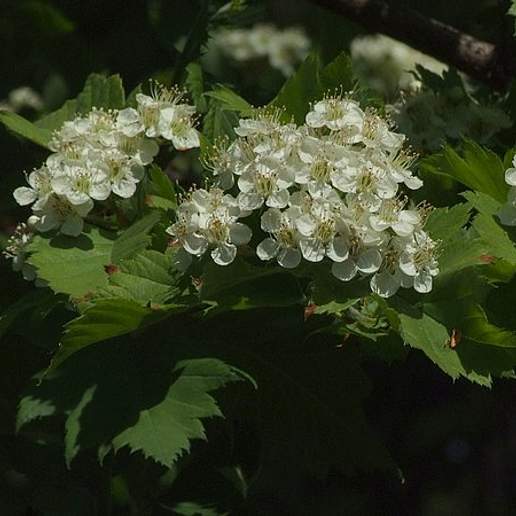 Crataegus Chlorosarca