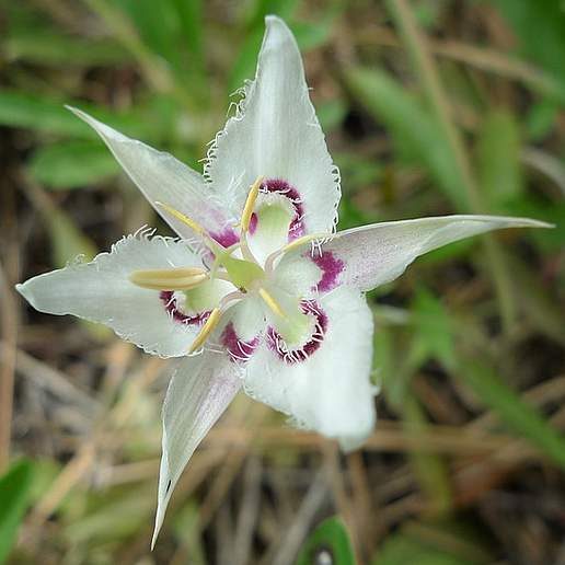 Lyall's Mariposa Lily
