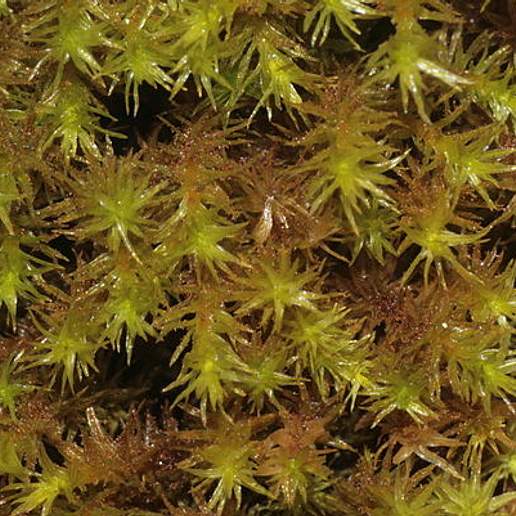 Lyell's Orthotrichum Moss