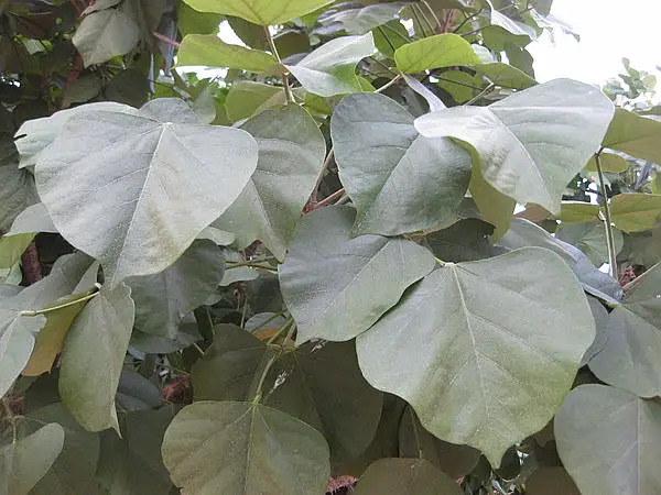 Erythrina madagascariensis