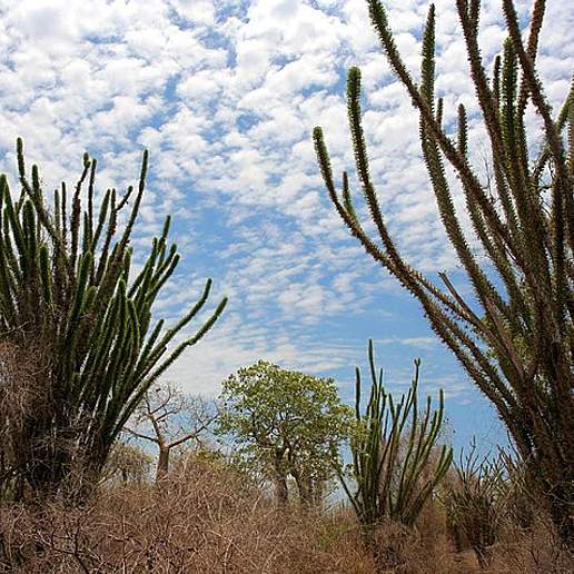 Madagascan Ocotillo
