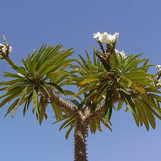 Madagascar Palm