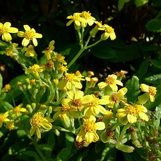 Madagascar Groundsel