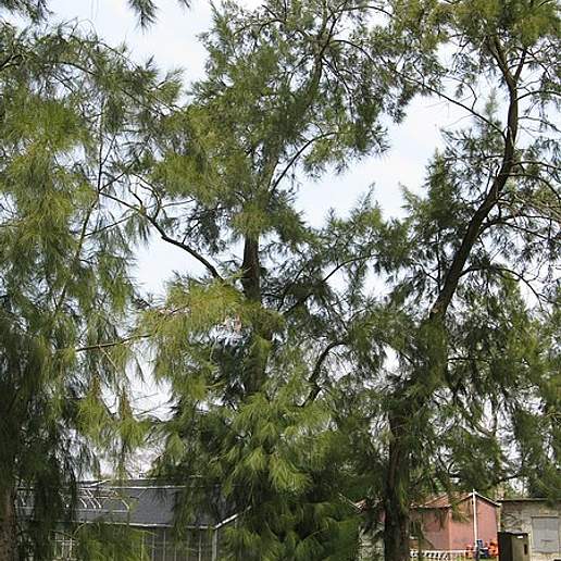 Casuarina Macrocarpa