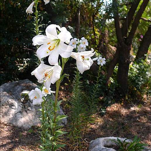 Madonna Lily