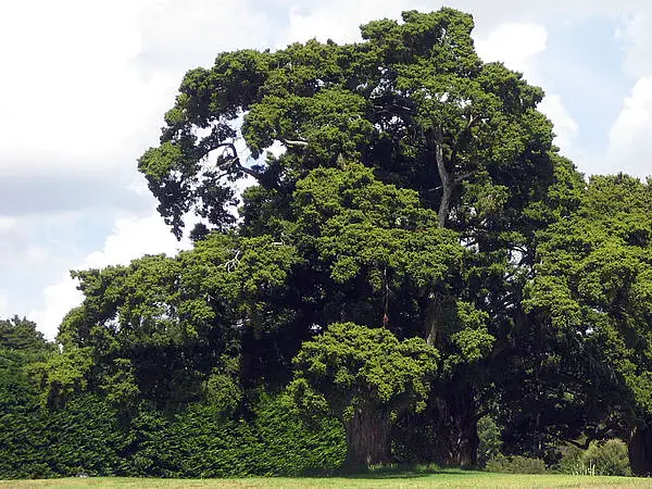 Totara Pine