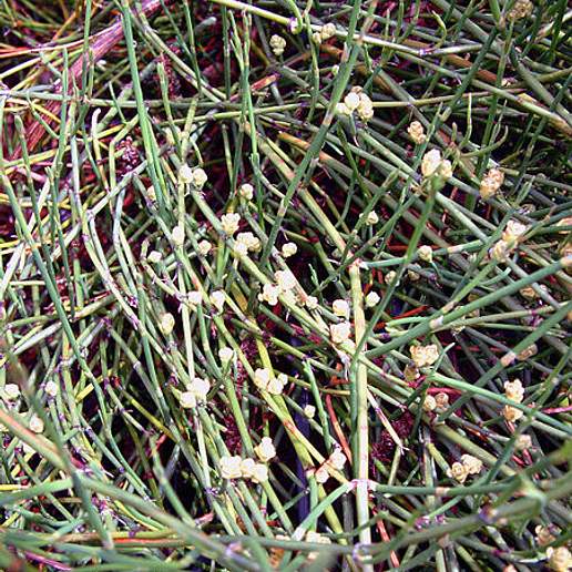 Chinese Ephedra