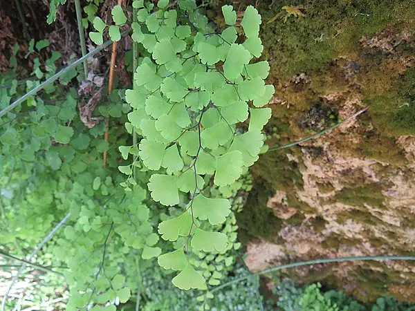 Venus's Hair Fern