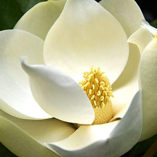 Evergreen Magnolia