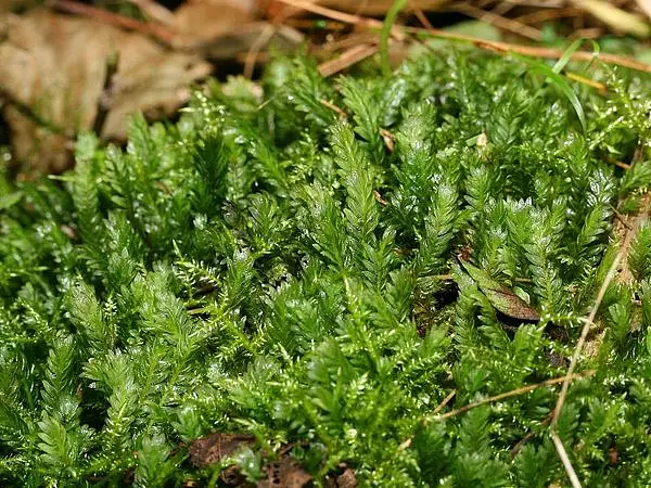 Maidenhair Pocketmoss