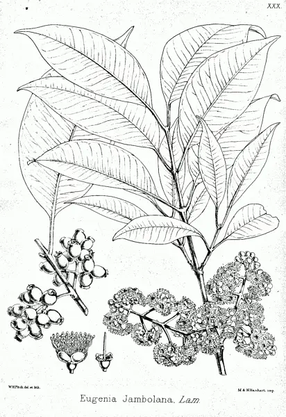 Jamun