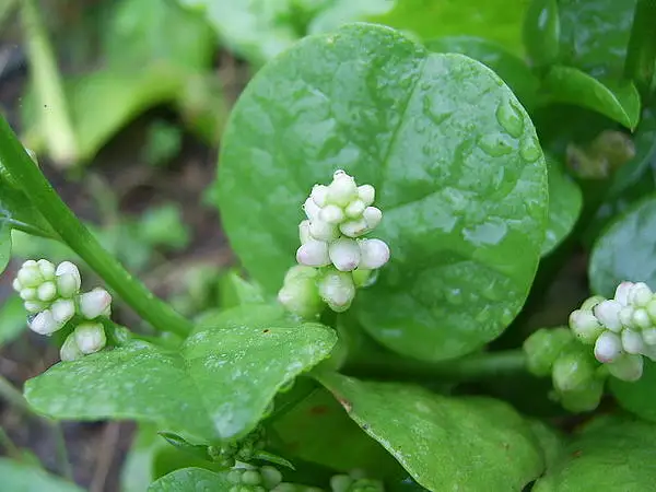 Indian Spinach