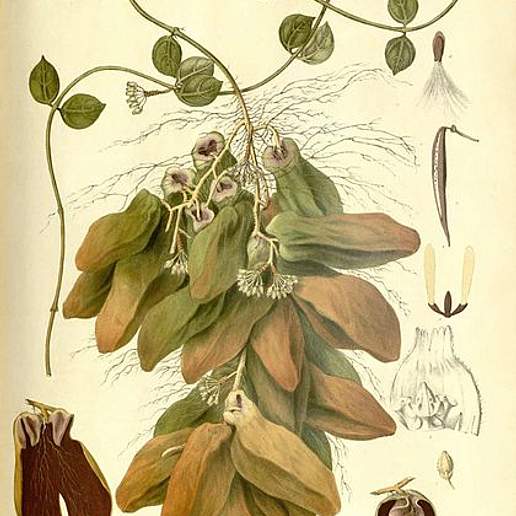 Dischidia major