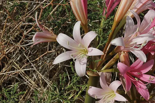 Ammocharis longifolia