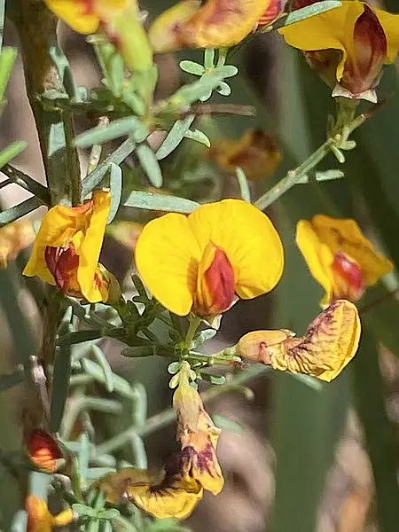 Mallee Bush Pea