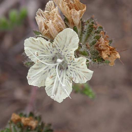 Mallow Leaf Phacelia