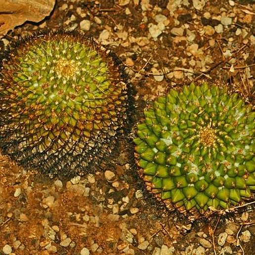 Mammillaria marksiana
