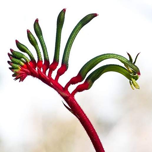 Mangles's Kangaroo Paw
