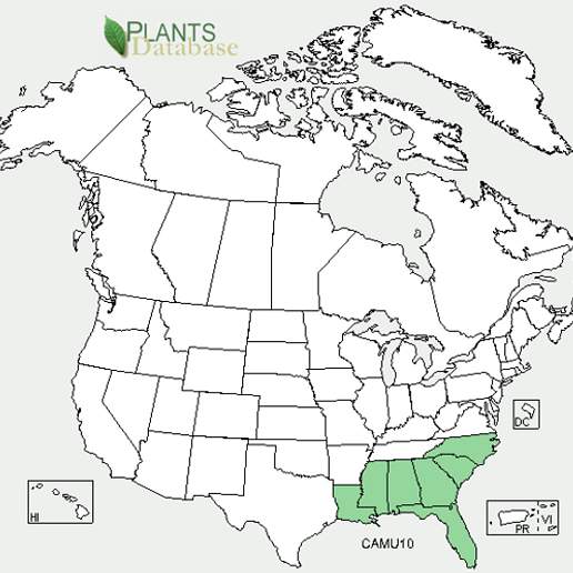 Many Flowered Grasspink